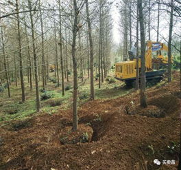 苗木種植的七大難點及解決方法
