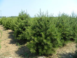 供應山東易成活的白皮松 泰安佳宇苗木種植專業合作社 山東2米華山松價格,3米白