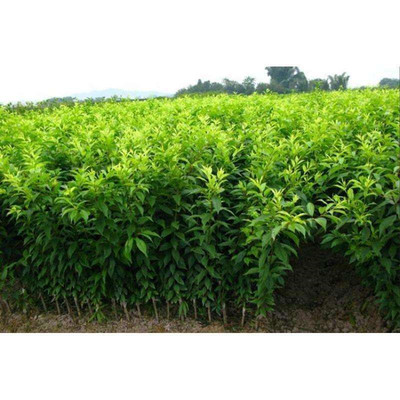 3公分李子苗直銷供銷供應(yīng)3公分李子苗基地出售種植基地