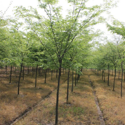 櫸樹優(yōu)級品種苗 187 0638 9333櫸樹基地 睿泰苗木 專業(yè)綠化苗木基地圖片_高清圖_細(xì)節(jié)圖