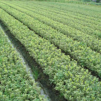 自家苗圃基地直供 綠化苗木金邊黃楊球 金邊黃楊苗