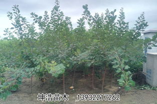 內(nèi)蒙綠化叢生黃櫨種植技術(shù)