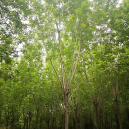 江蘇15公分法桐價格表規(guī)格尺寸 多圖