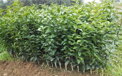 錦鵬苗木種植/四川柑橘苗/重慶柑橘苗批發(fā)供應(yīng)