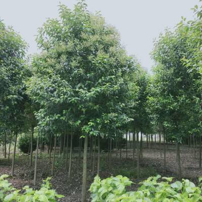 14公分大葉女貞苗木_大葉女貞樹苗_沛縣大葉女貞種植基地