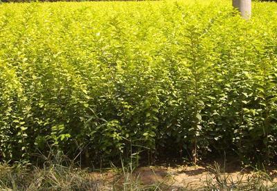多種樹齡的優(yōu)質(zhì)金葉女貞