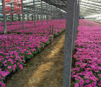 青州草花種植基地優(yōu)質(zhì)商家置頂推薦產(chǎn)品