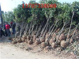 綠化苗木桂花樹羅漢松樹香樟樹紅葉石楠樹杜英樹信息-種植地址在湖南省瀏陽市柏加鎮(zhèn)雙源村-2013年9月發(fā)布