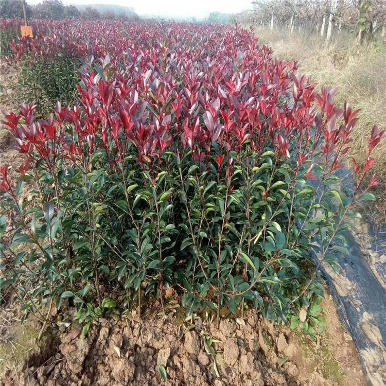 陜西紅葉石楠批發(fā)-苗圃*-苗木配送包種植