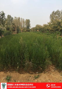 側柏苗基地 駐馬店側柏 三木苗木種植專業合作社
