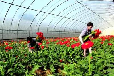花卉產業已經成了調整農業產業結構、促進農民增收的新興產業