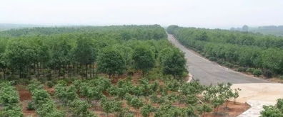 四個竅門告訴你苗木種植戶如何提升苗木利潤空間