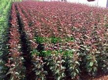 昌平絢麗海棠 買絢麗海棠當然是到東鵬苗木合作社 河東區東鵬苗木花卉種植專業合作社 臨沂北美