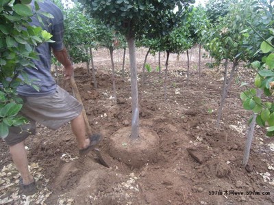 定州 獨桿衛矛球圖片|苗木|苗木圖庫|597苗木網