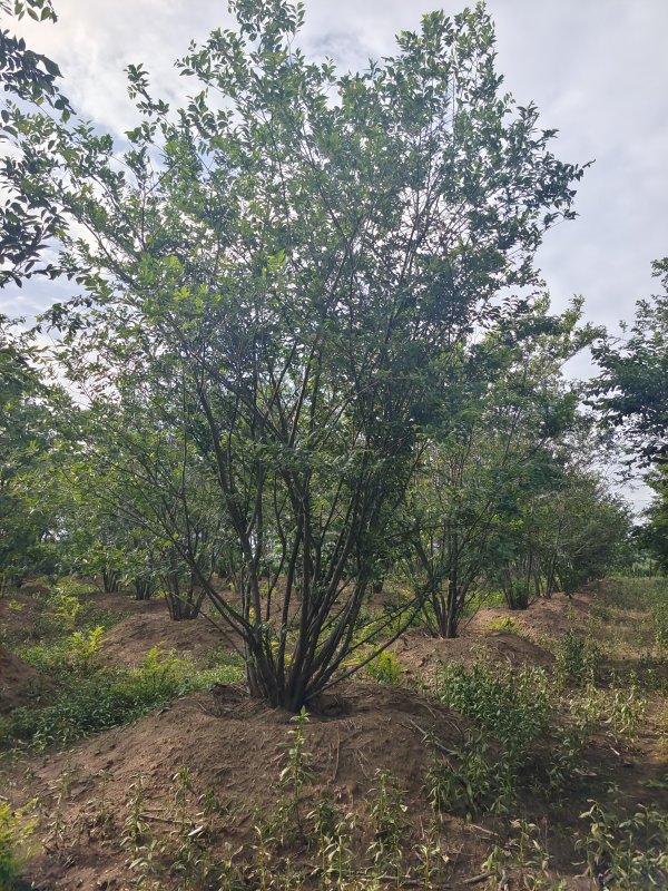 叢生樸樹_綠化苗木_--西北苗木網