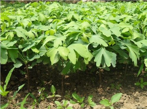 這3種樹可不能小瞧,堅持養幾年,越養越值錢,種它的人都賺翻了