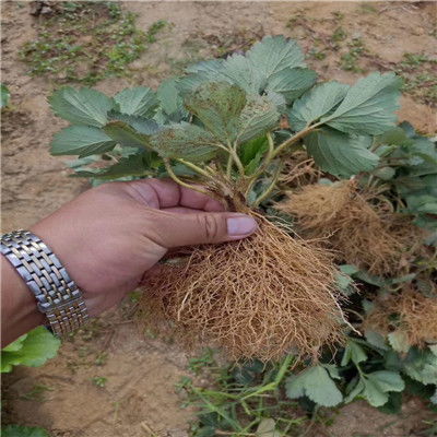 塞娃草莓苗種植條件 退耕還林塞娃草莓苗