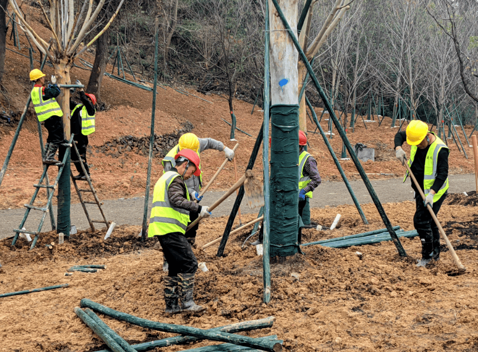 從一株苗到一片綠,溫州園博園苗木種植首階段收官_植物_喬木_園區