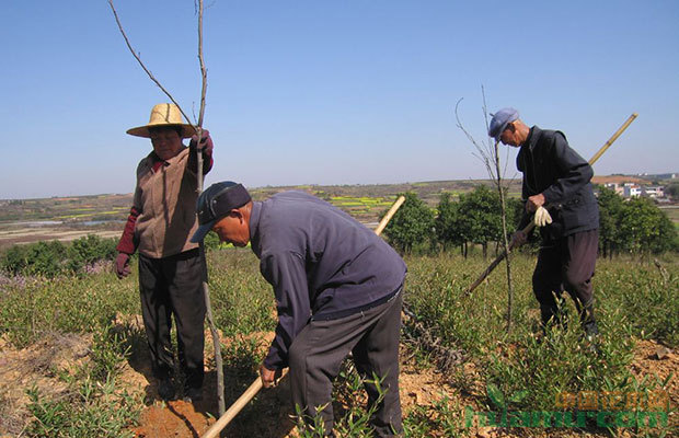 苗木栽植深度一定要把控好,否則后果很嚴重!