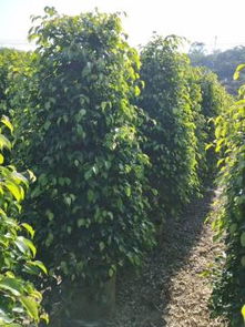 龍海市東泗興輝園藝場 熱賣促銷 阿土伯網