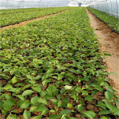 吉塞拉櫻桃樹苗價格 3公分車厘子櫻桃苗批發及報價 櫻桃樹苗種植高產技術