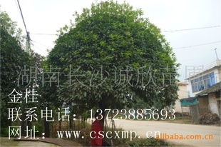 供應 精品桂花樹指導價 供應 精品桂花樹廠商 供應 精品桂花樹廠商 圖 盡在農苗網 湖南長沙誠欣苗圃