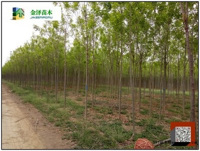 白蠟樹苗圖片|苗木|苗木圖庫|597苗木網