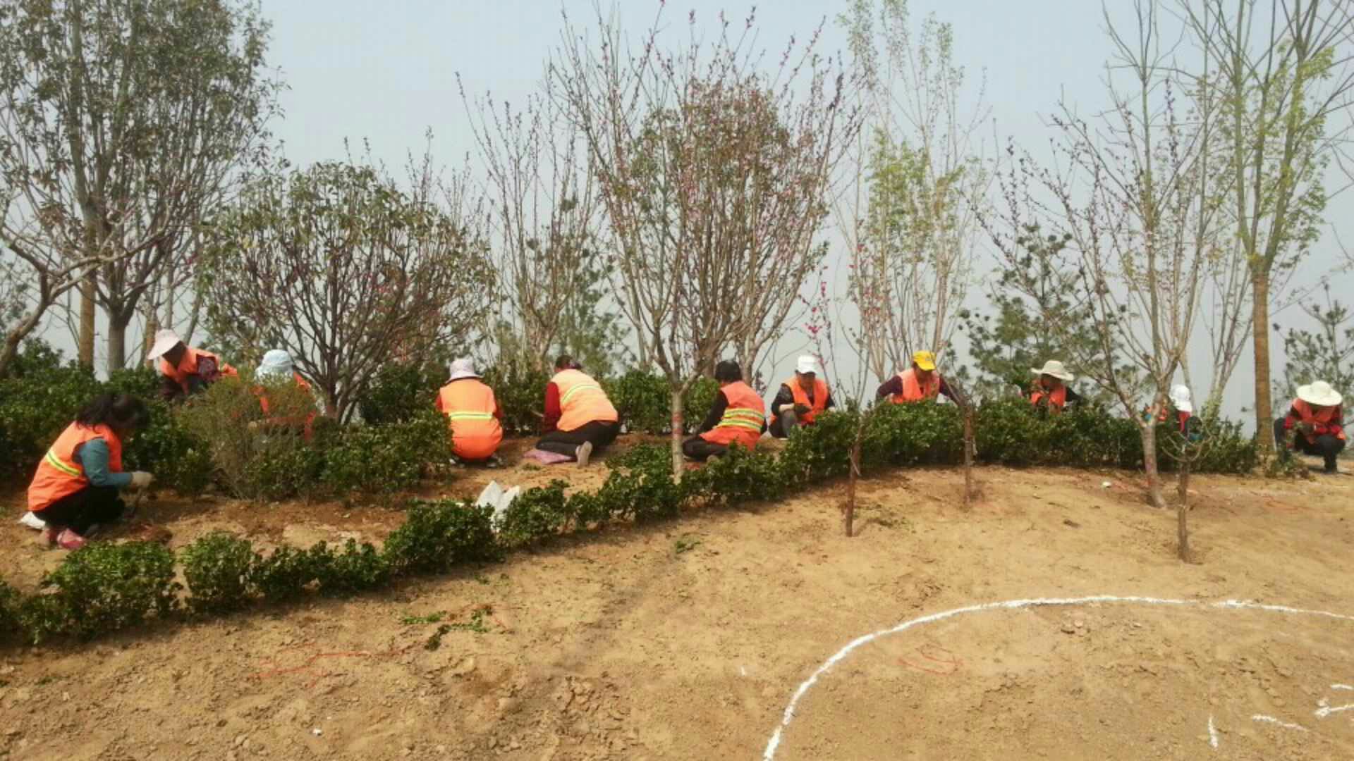 西安室外園林綠化養護的栽植類型有哪些_種植