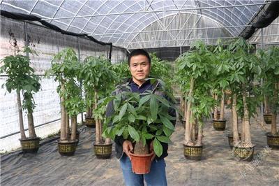 楊家嶺社區:大棚花卉種植 鋪就芬芳致富路