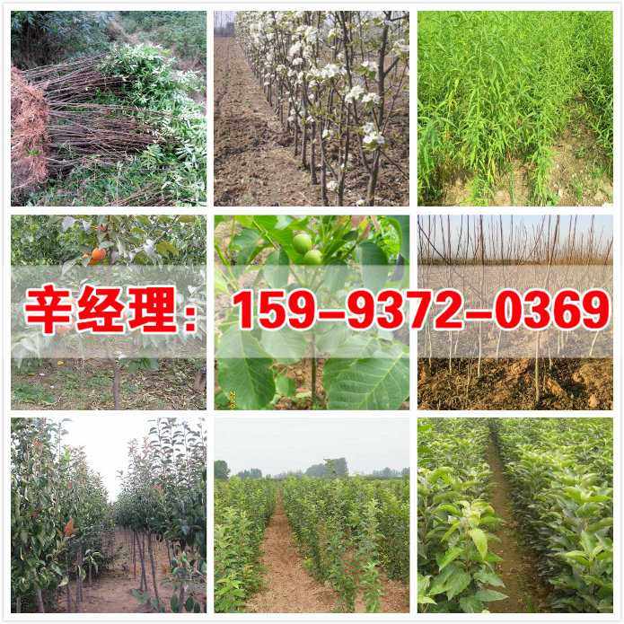 菏澤2公分梨樹苗種植基地