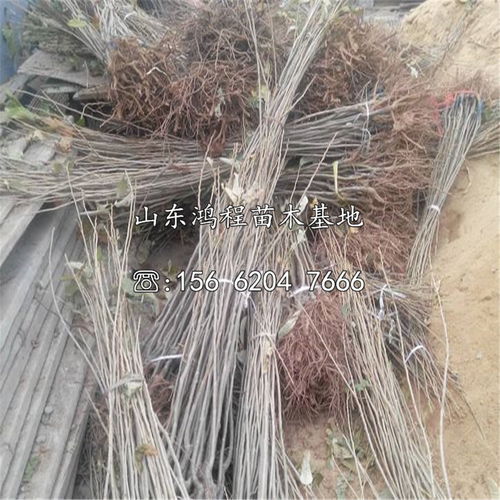 京東板栗苗價格多少錢