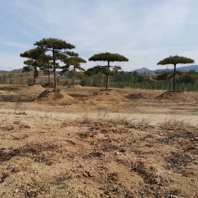 萊蕪市賀東苗木種植專業(yè)合作社