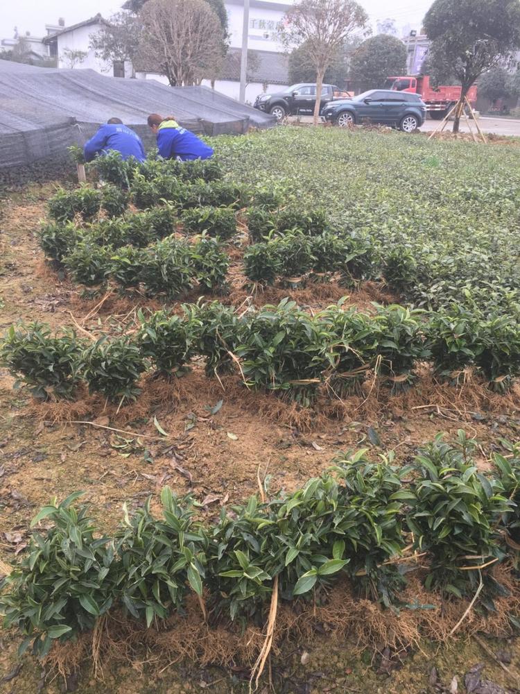 新品種茶苗 良種茶苗 優(yōu)質(zhì)茶苗批發(fā)供應