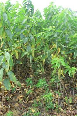 【車厘子苗批發(fā)簡陽泰豐優(yōu)質(zhì)黑珍珠車厘子樹苗美國車厘子果樹苗】簡陽市泰豐苗木種植專業(yè)合作社 - 產(chǎn)品庫