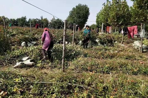 新鄭市郭店鎮(zhèn)崗時村 發(fā)展苗木種植鋪就綠色致富路