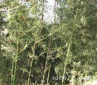 質(zhì)優(yōu)京竹竹子樹苗竹子苗木竹子竹子小苗指導價 質(zhì)優(yōu)京竹竹子樹苗竹子苗木竹子竹子小苗廠商 質(zhì)優(yōu)京竹竹子樹苗竹子苗木竹子竹子小苗廠商 圖 盡在農(nóng)苗網(wǎng) 天水市麥積區(qū)大青山種植專業(yè)合作社