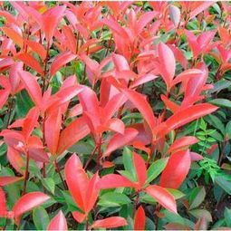 金華有利苗木種植場