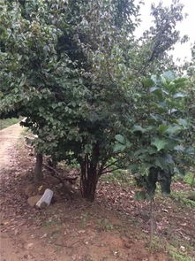 恭喜九洲園林入駐苗木通平臺 專注于精品苗木的培育