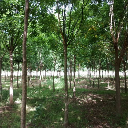 【10公分國槐價格國槐種植國槐發帽2年冠國槐】-