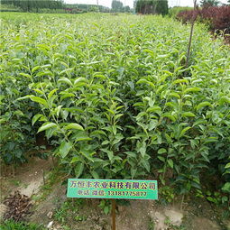 【梨樹苗訂購玉露香梨種類特征】-