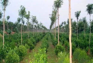 綠化苗木如何搭配種植