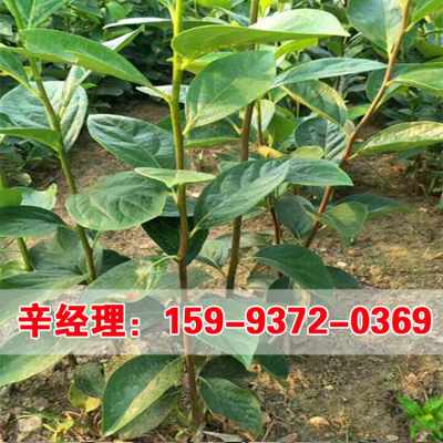 小葉女貞價格表 長治小葉女貞 股份集團