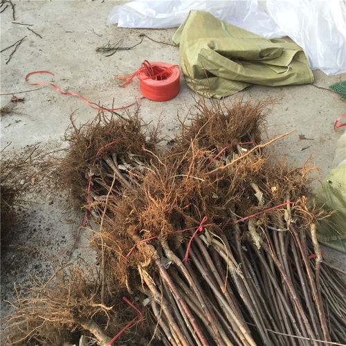 【想了解晚紅蜜櫻桃苗價格、晚紅蜜櫻桃苗宿遷種植基地】- 