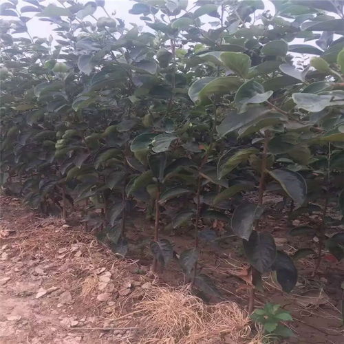 水果柿子大秋樹苗什么時候種植 品種純正的大秋柿子苗基地