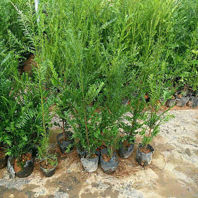 紅豆杉苗木價格多少錢一棵?紅豆杉如何種植?