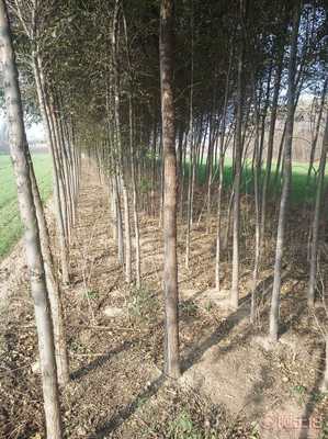 【榆樹|河北榆樹苗】惠民縣稀景苗木種植專業合作社 - 產品庫