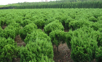 種植珍貴苗木或者種植大量樹林的在征地補償當中應該怎來做?