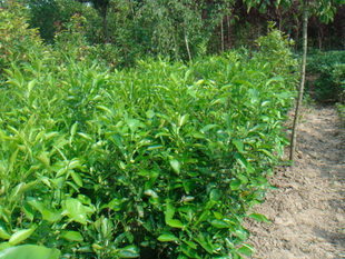 園林植物_江蘇靖江市百盛園苗木種植專業合作社-