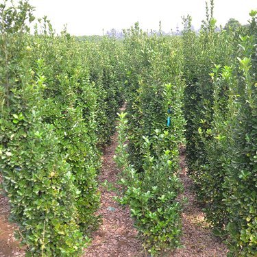 栽植苗木報(bào)價(jià)單