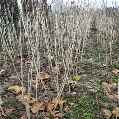 大金星山楂樹苗、大金星山楂樹苗價(jià)格